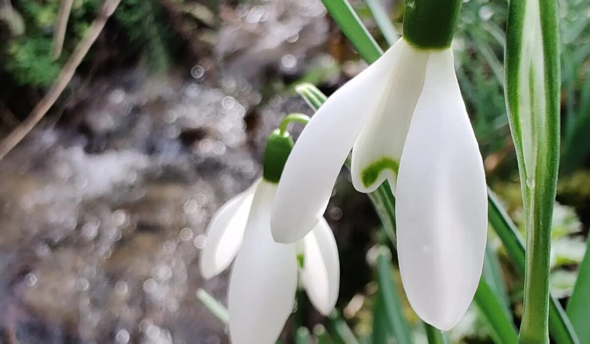 snowdrops by a stream