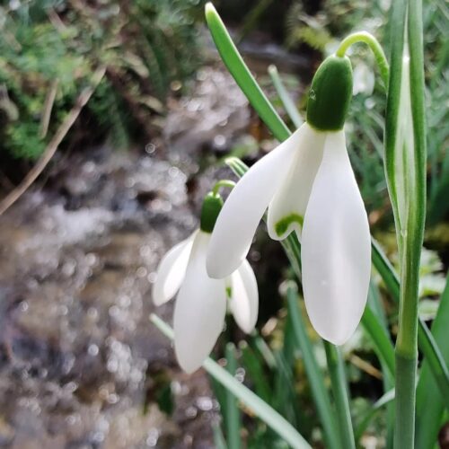 snowdrops by a stream